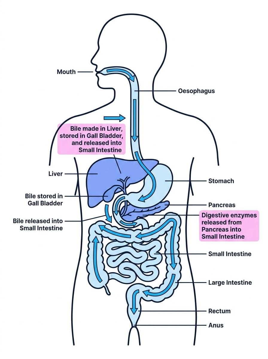 Labelled human digestive system showing mouth, oesophagus, stomach, liver, gall bladder, pancreas, small intestine, large intestine, rectum and anus, with arrows for the path of food and labels for bile and pancreatic enzymes