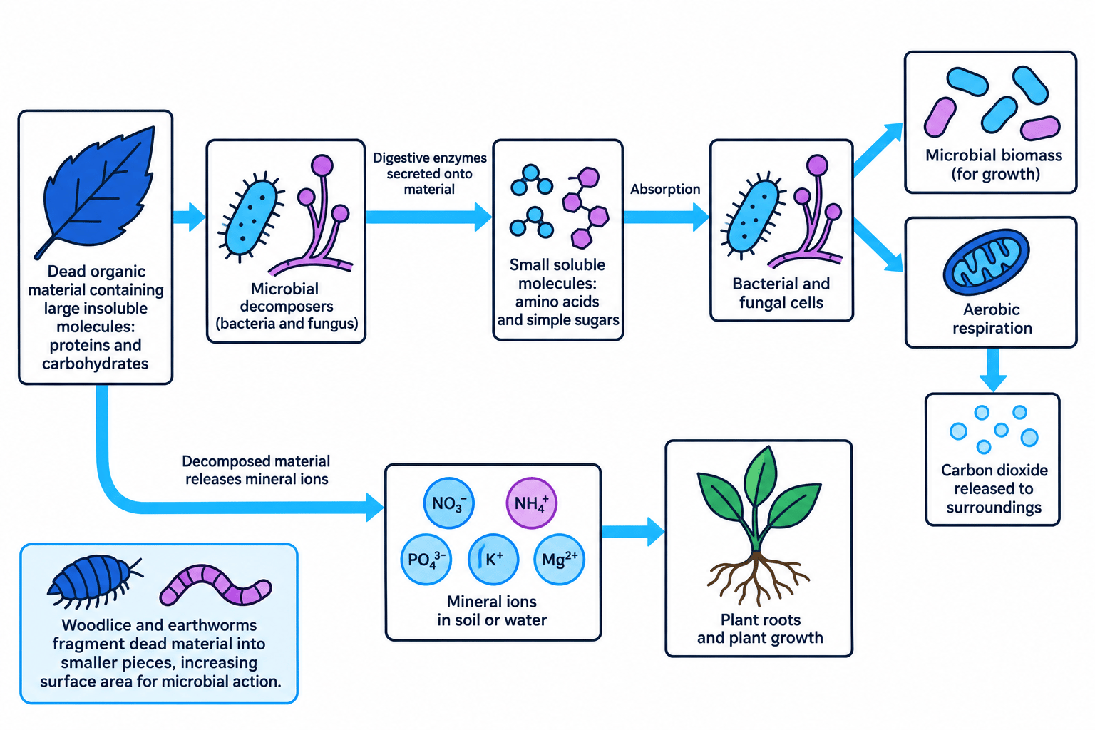 Flowchart of a fallen leaf being fragmented by detritivores and digested by bacteria and fungi, with soluble products absorbed and carbon dioxide and mineral ions returned to the environment