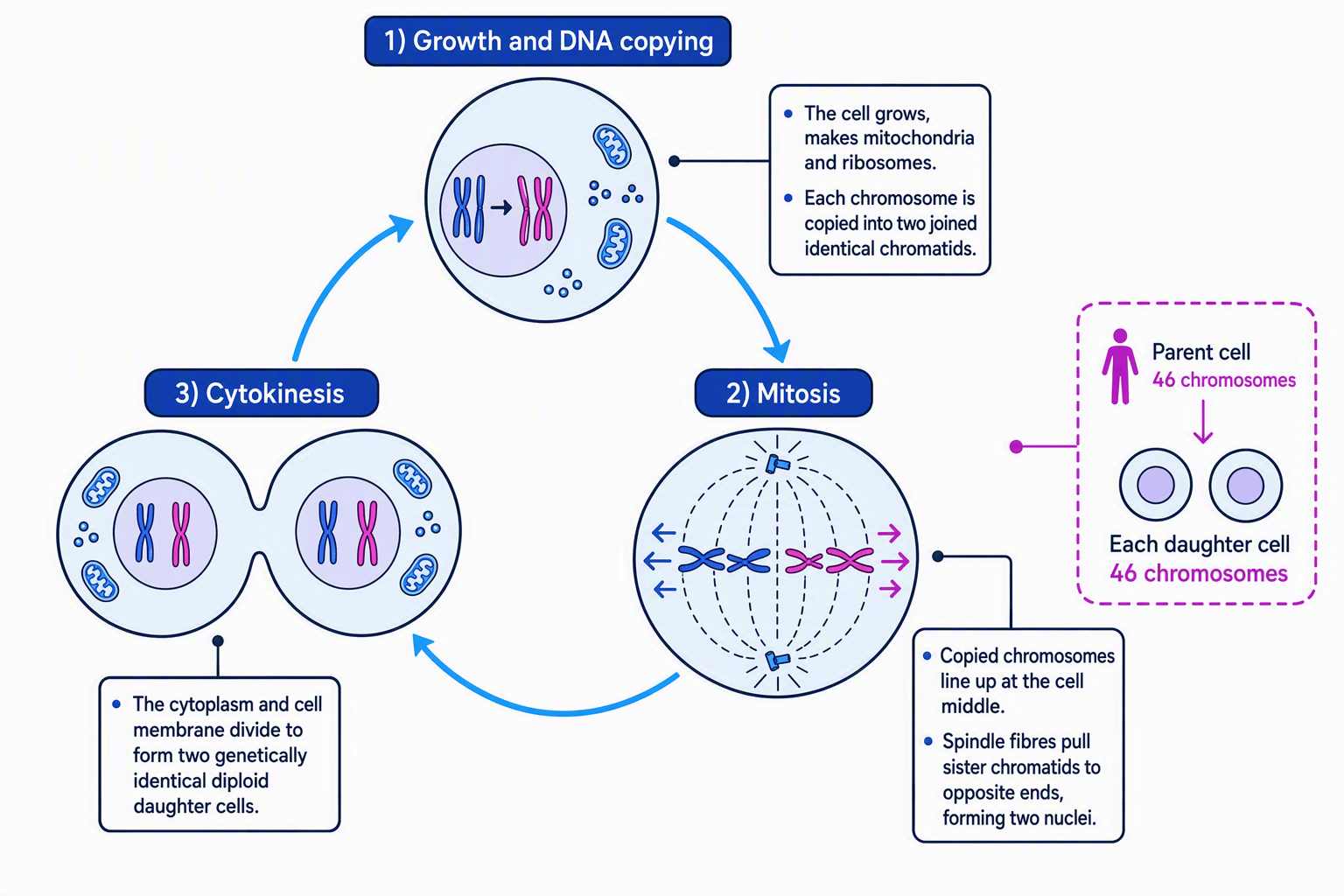 Labelled cell cycle showing growth and DNA copying, mitosis, cytokinesis, and chromosome numbers