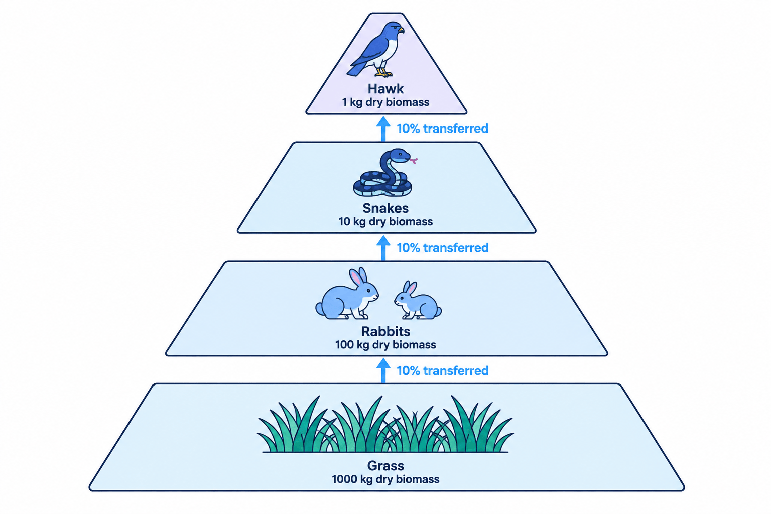 Pyramid of biomass for a grassland food chain, narrowing from 1000 kg of grass to 100 kg of rabbits, 10 kg of snakes and 1 kg of hawk, with about 10% transferred between adjacent levels