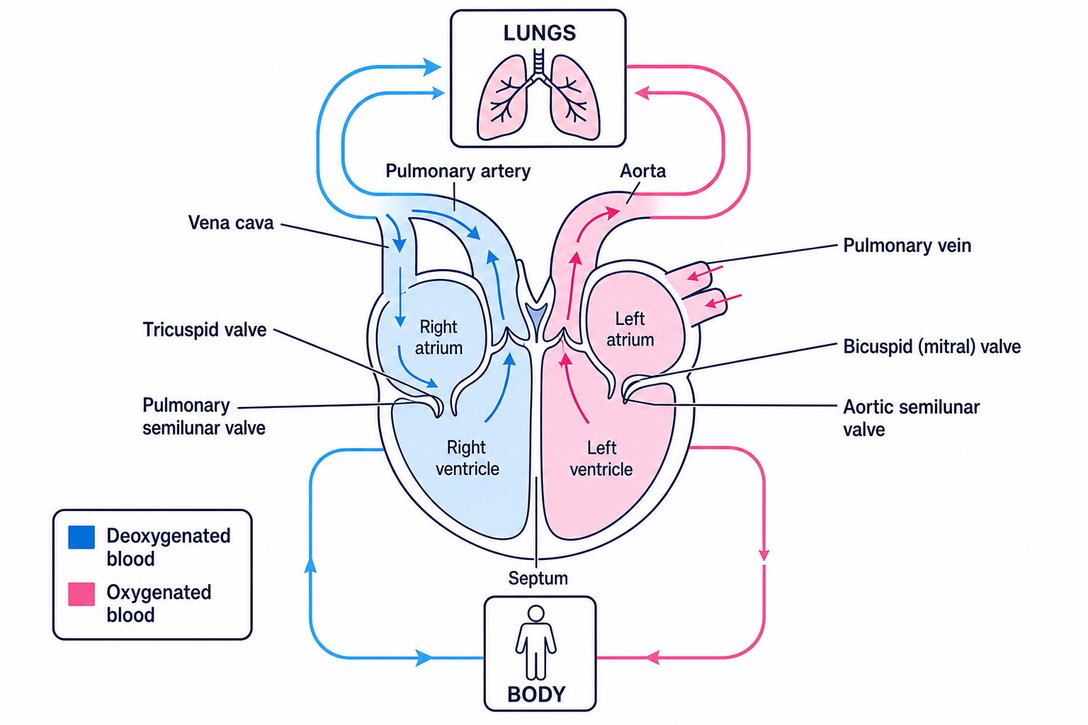 Annotated mammalian heart showing four chambers, valves, major vessels and arrows for double circulation