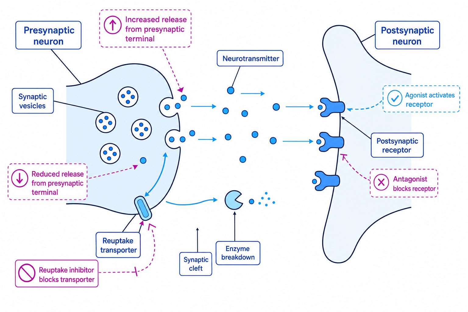Labelled synapse with presynaptic terminal, neurotransmitter release, postsynaptic receptors, reuptake transporter, enzyme breakdown, and the main drug action points