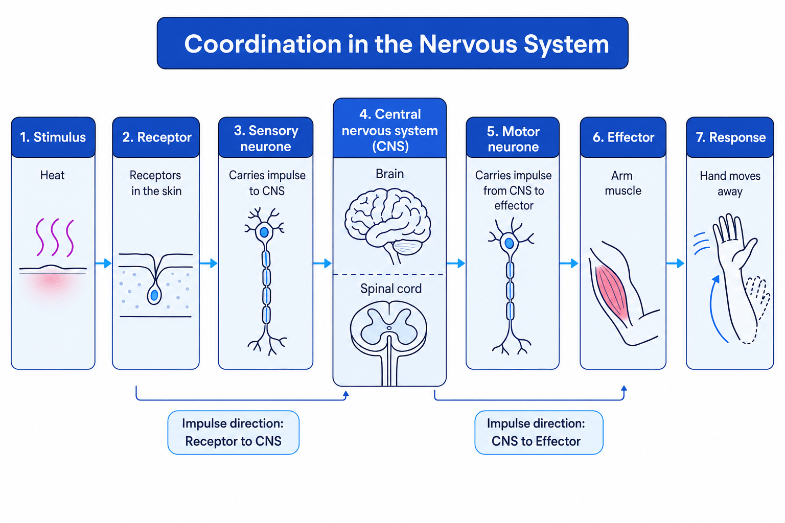Flowchart of nervous coordination showing heat stimulus, skin receptor, sensory neurone to the brain and spinal cord, motor neurone to an arm muscle, and the hand moving away