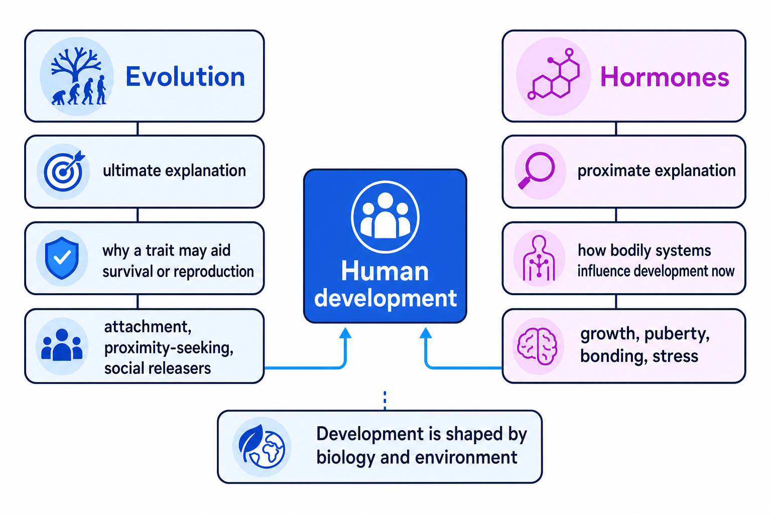 Flowchart comparing evolution as an ultimate explanation and hormones as a proximate explanation, both shaping human development