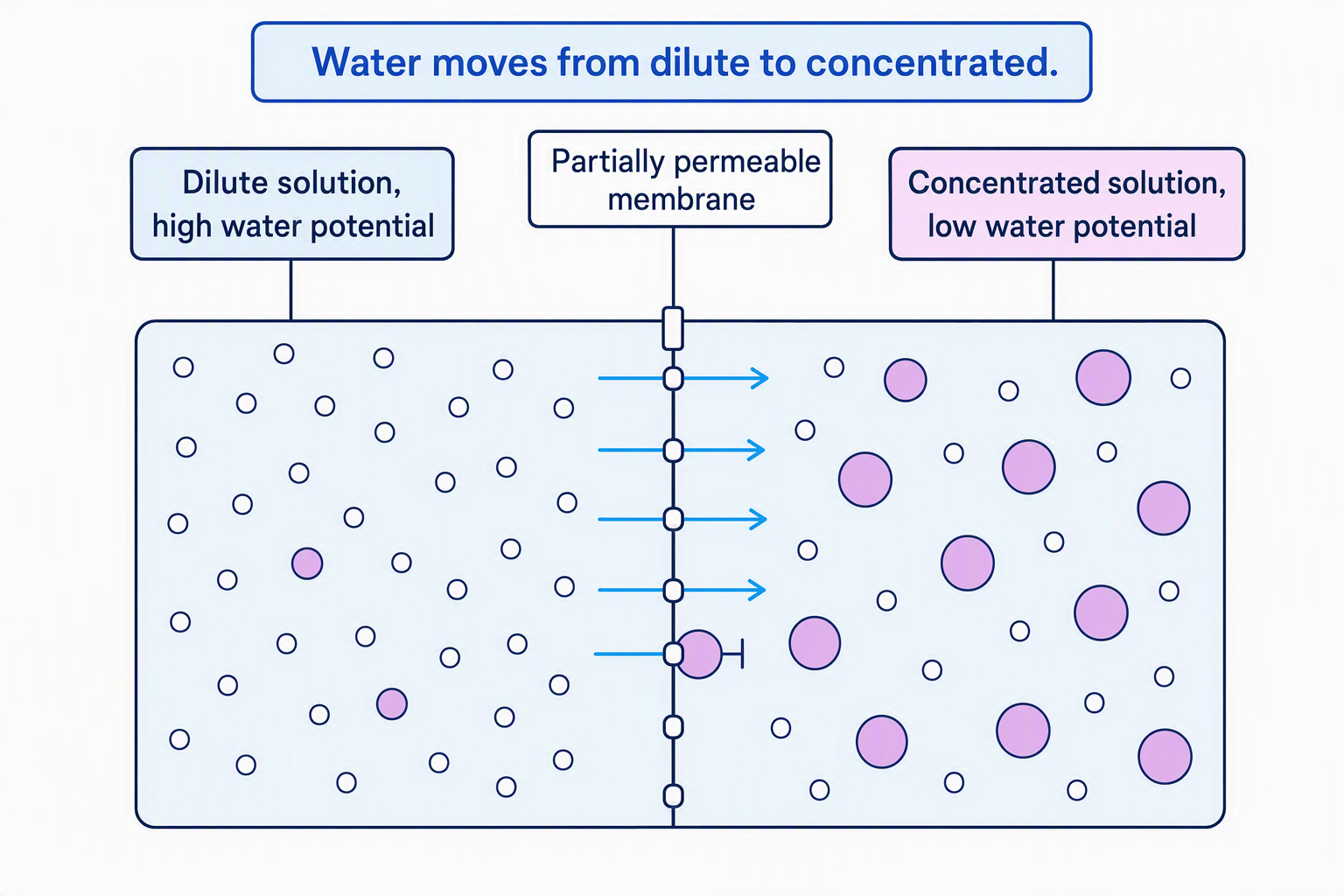 Diagram of osmosis across a partially permeable membrane, showing water moving from a dilute solution with high water potential to a concentrated solution with low water potential