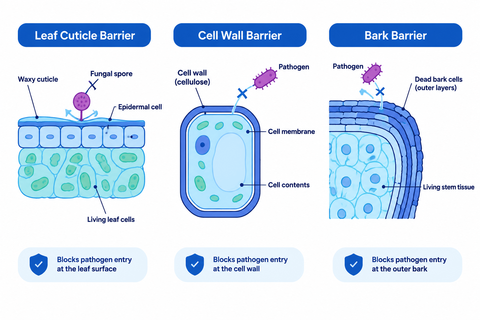 Comparison of a leaf waxy cuticle, a cellulose cell wall and layers of bark blocking pathogen entry