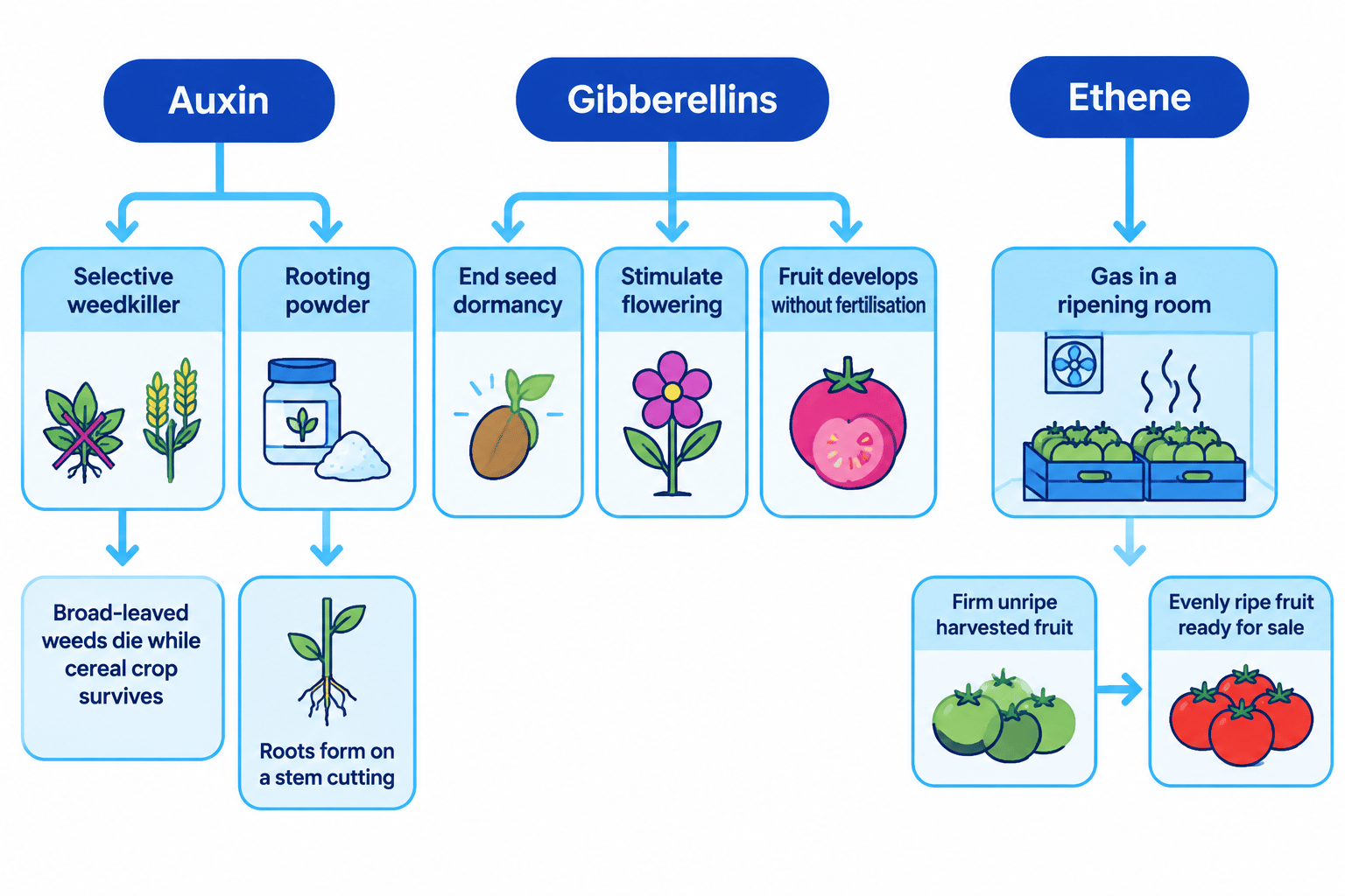 Flowchart linking auxin to selective weedkillers and rooting powder, gibberellins to germination, flowering and seedless fruit, and ethene to controlled fruit ripening