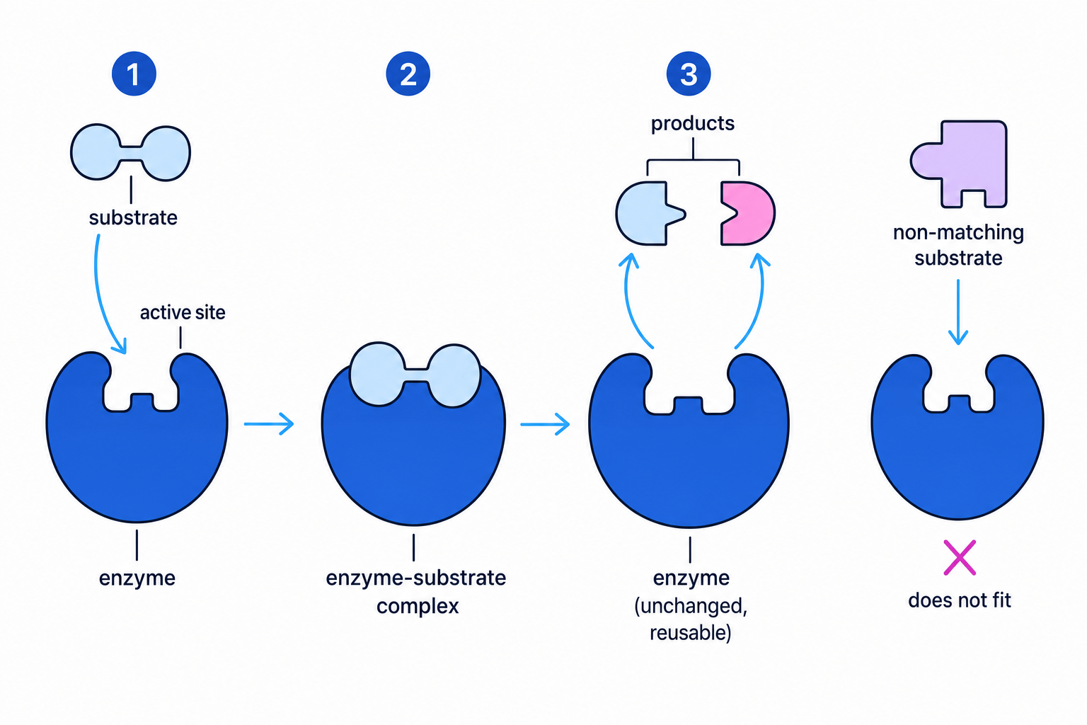 Sequence showing a substrate fitting a specific enzyme active site, forming an enzyme-substrate complex, then products leaving while a non-matching substrate does not fit