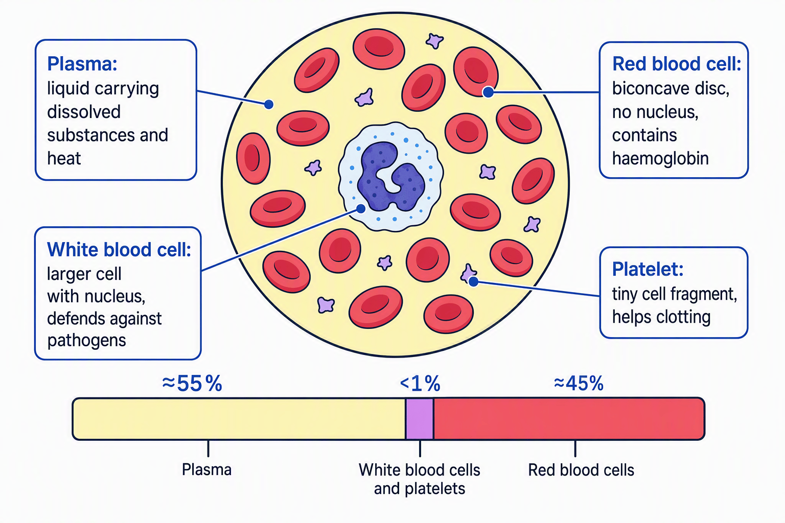 Comparison of plasma, red blood cells, a nucleated white blood cell and tiny platelets, with their functions and approximate proportions labelled