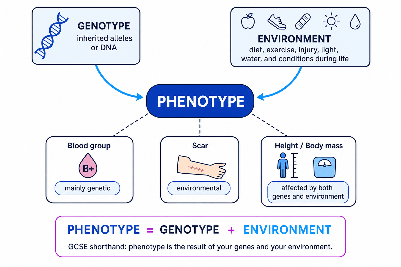 Concept map showing genotype and environment affecting phenotype, with blood group mainly genetic, scar environmental, and height or body mass affected by both