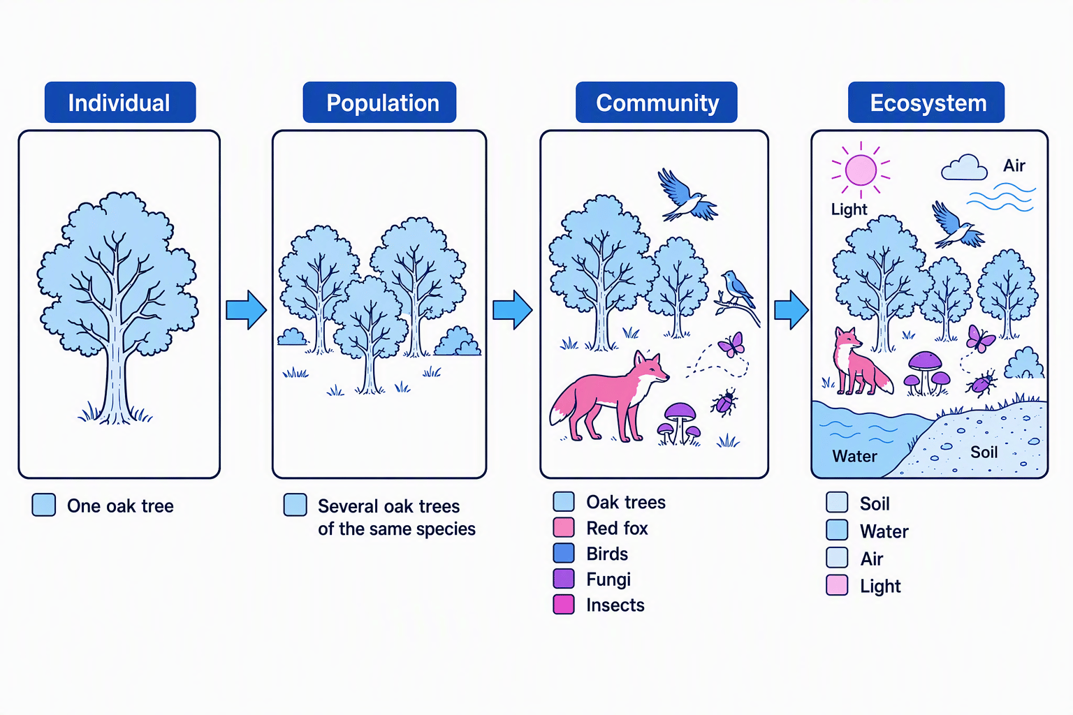 Diagram showing individual, population, community and ecosystem from smallest to largest