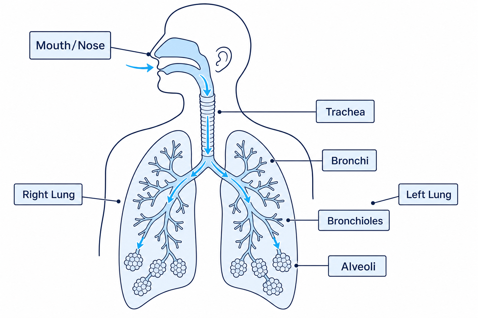 Respiratory pathway from mouth and nose through trachea, bronchi, bronchioles and alveoli, with left and right lungs labelled