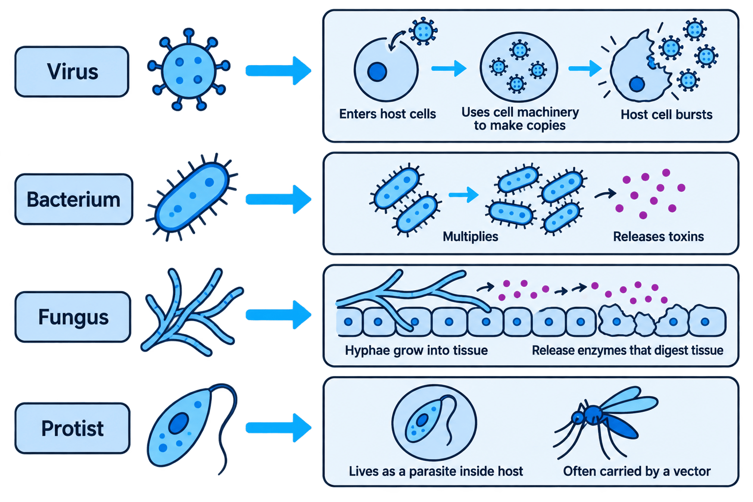 Flowchart of viruses, bacteria, fungi and protists showing how each group characteristically damages its host