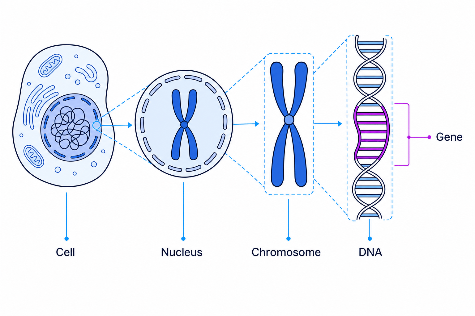 Genetic Hierarchy