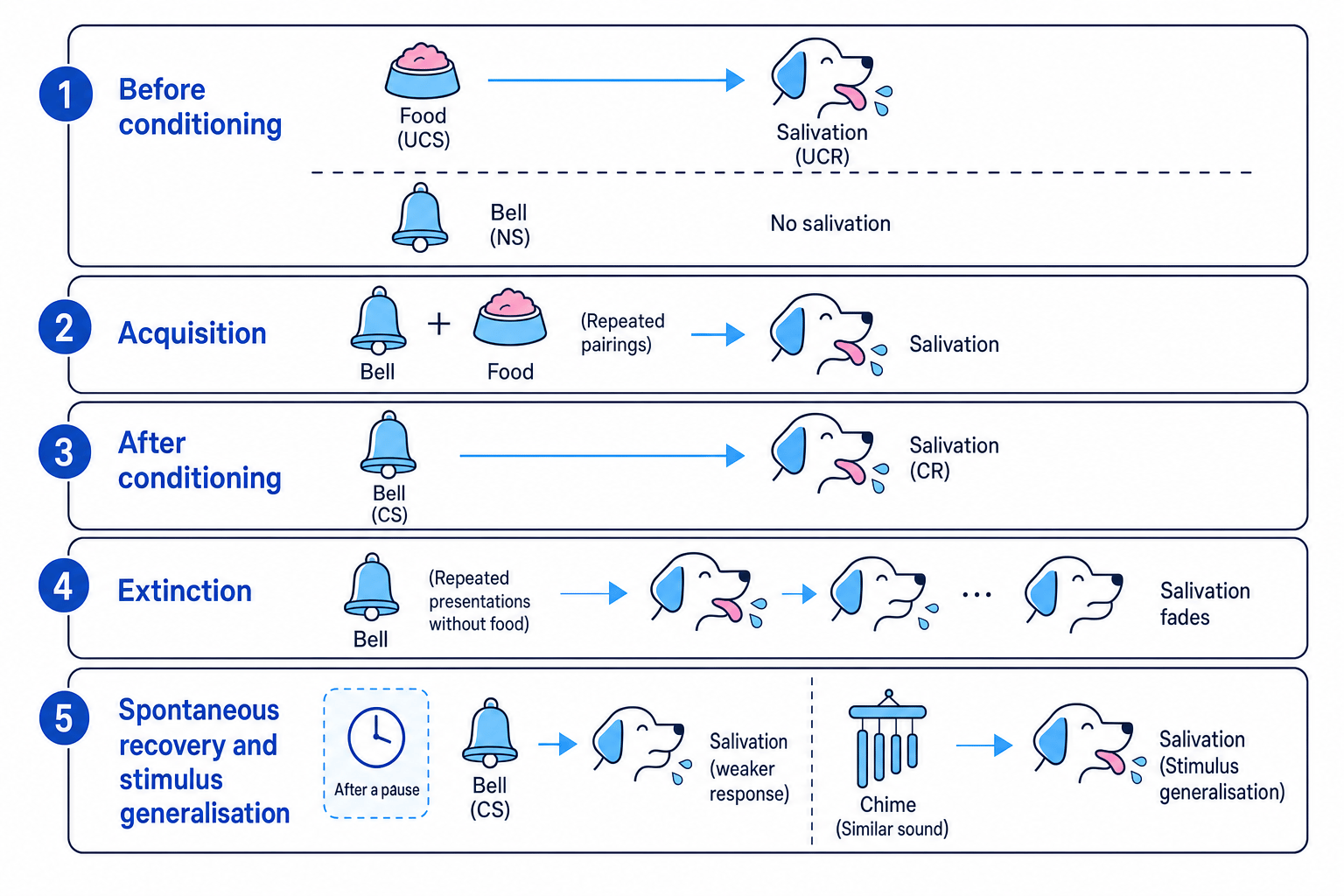 Flow diagram of classical conditioning showing before conditioning, acquisition, after conditioning, extinction, spontaneous recovery and stimulus generalisation