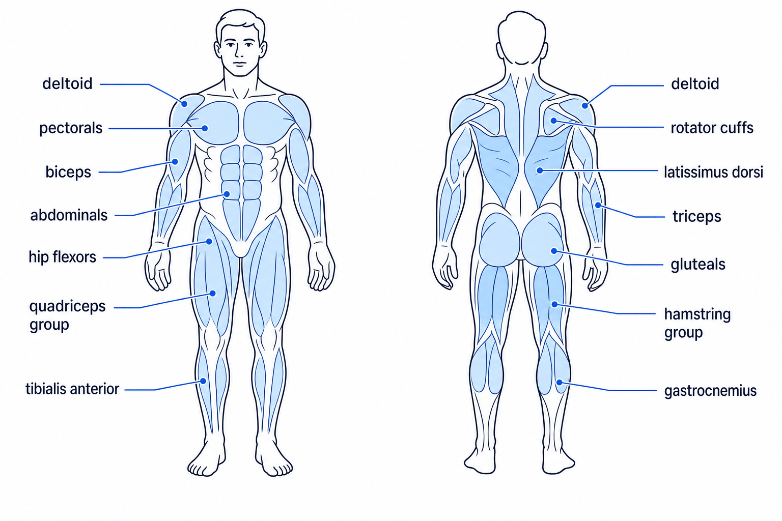 Front and back views of the body with GCSE PE muscles labelled