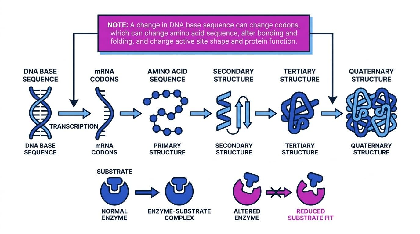 Flow diagram linking DNA base sequence to mRNA codons, amino acid sequence, protein structure levels and altered enzyme active site function