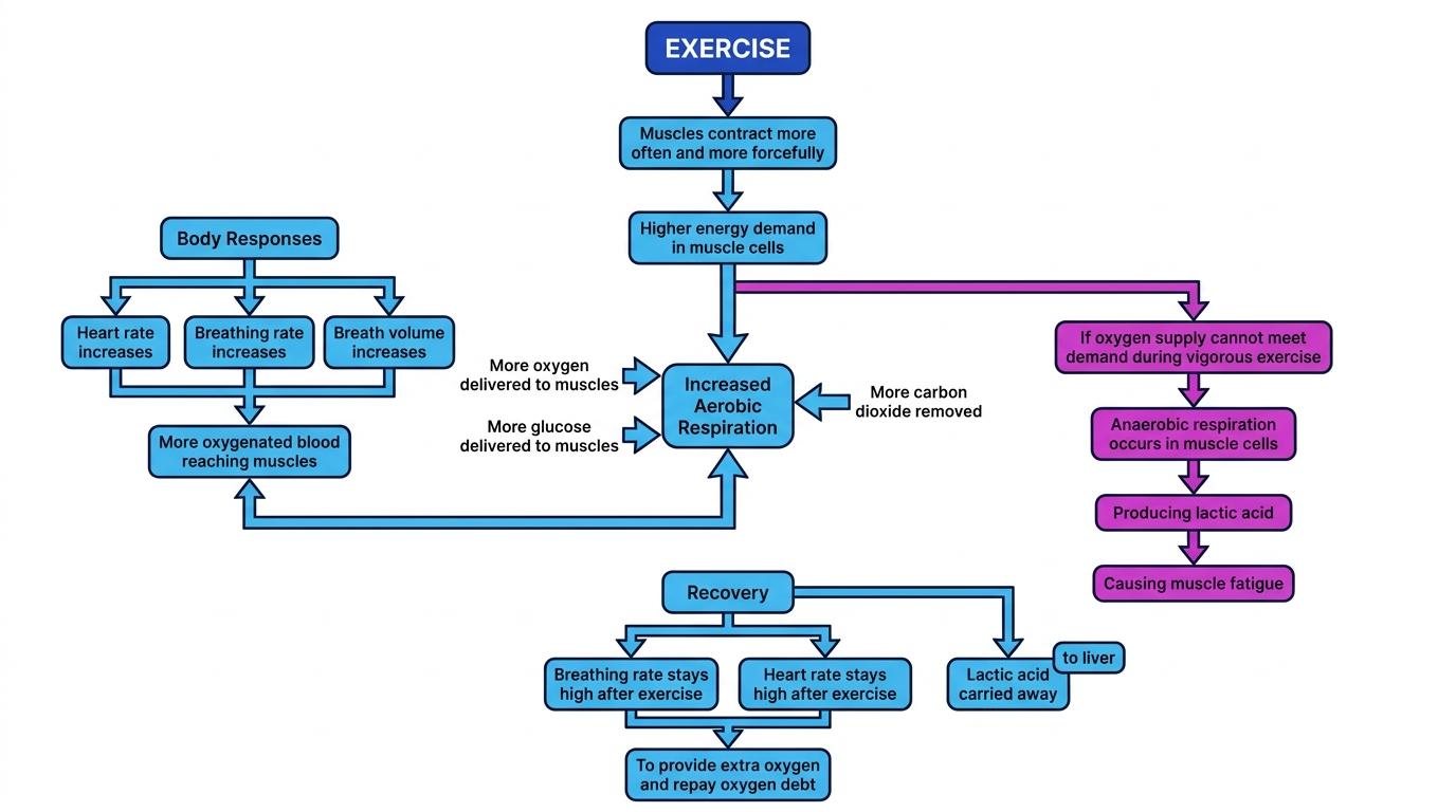 Flow diagram showing exercise increasing energy demand, body responses, anaerobic respiration, lactic acid and oxygen debt
