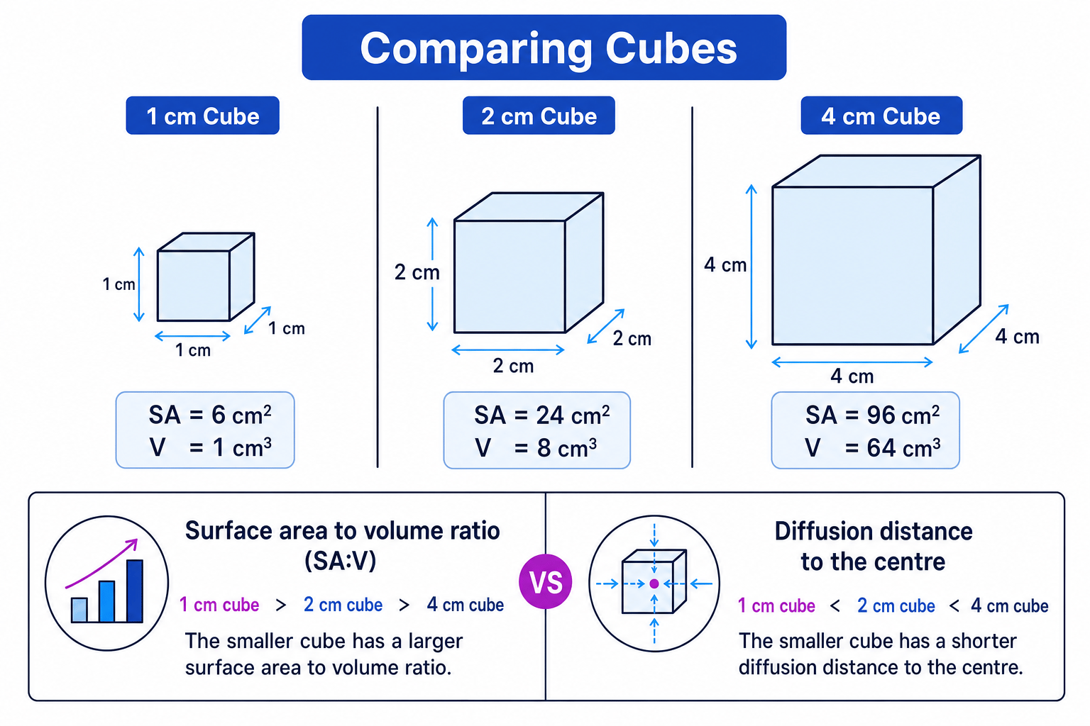 Comparison of 1 cm, 2 cm and 4 cm cubes labelled with surface area, volume, SA:V trend and diffusion distance to the centre