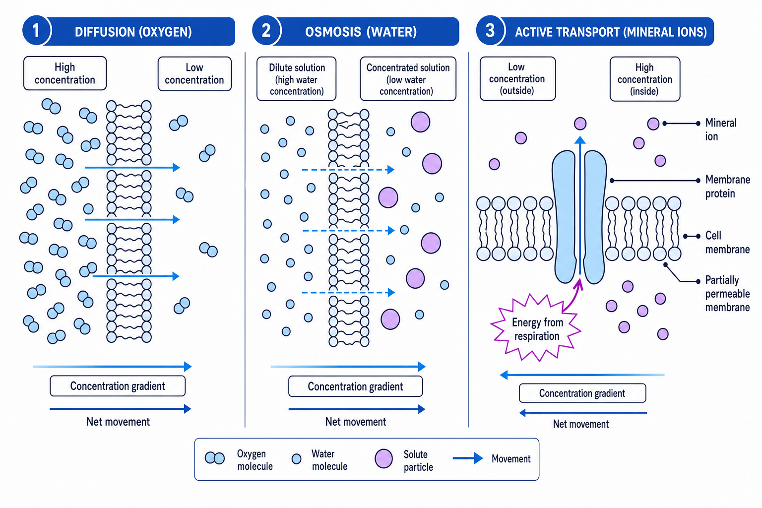Comparison of diffusion, osmosis and active transport across a cell membrane with labels showing direction of movement and energy use