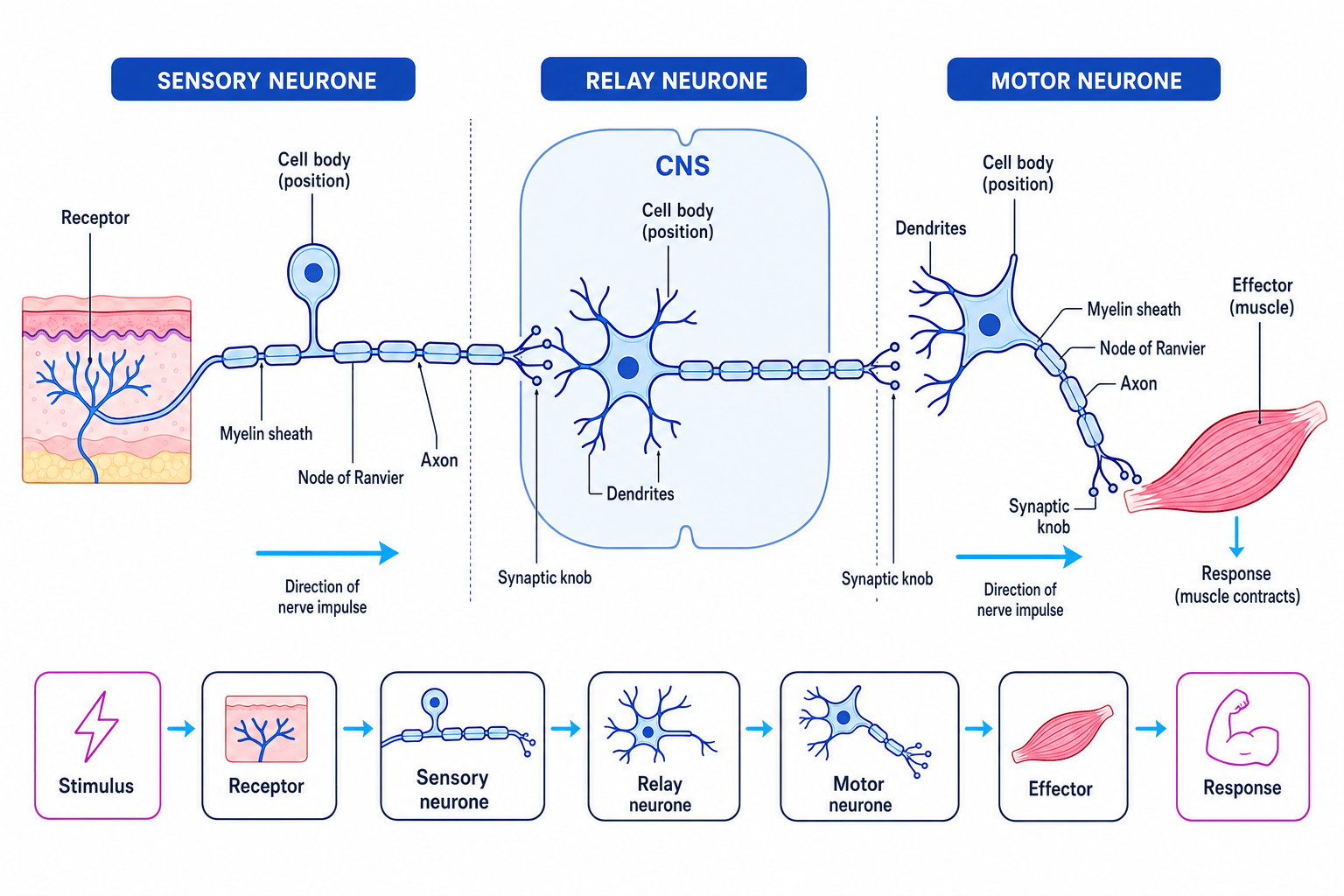 Comparison of sensory, relay and motor neurones linked in a pathway from receptor to effector, with cell body positions, myelin sheath and nodes of Ranvier labelled