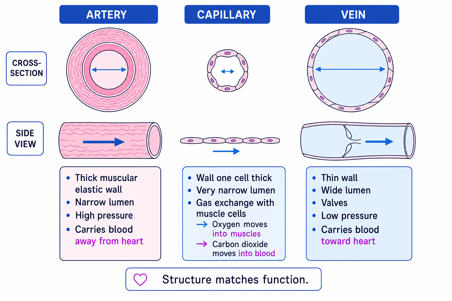 Comparison of artery, capillary and vein showing wall thickness, lumen size, valves and blood flow direction