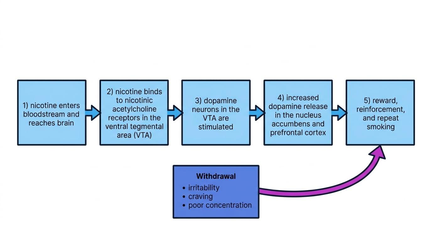 Flow diagram showing nicotine entering the bloodstream, binding to nicotinic acetylcholine receptors in the VTA, stimulating dopamine neurons, increasing dopamine in the nucleus accumbens and prefrontal cortex, and showing withdrawal feeding repeat smoking