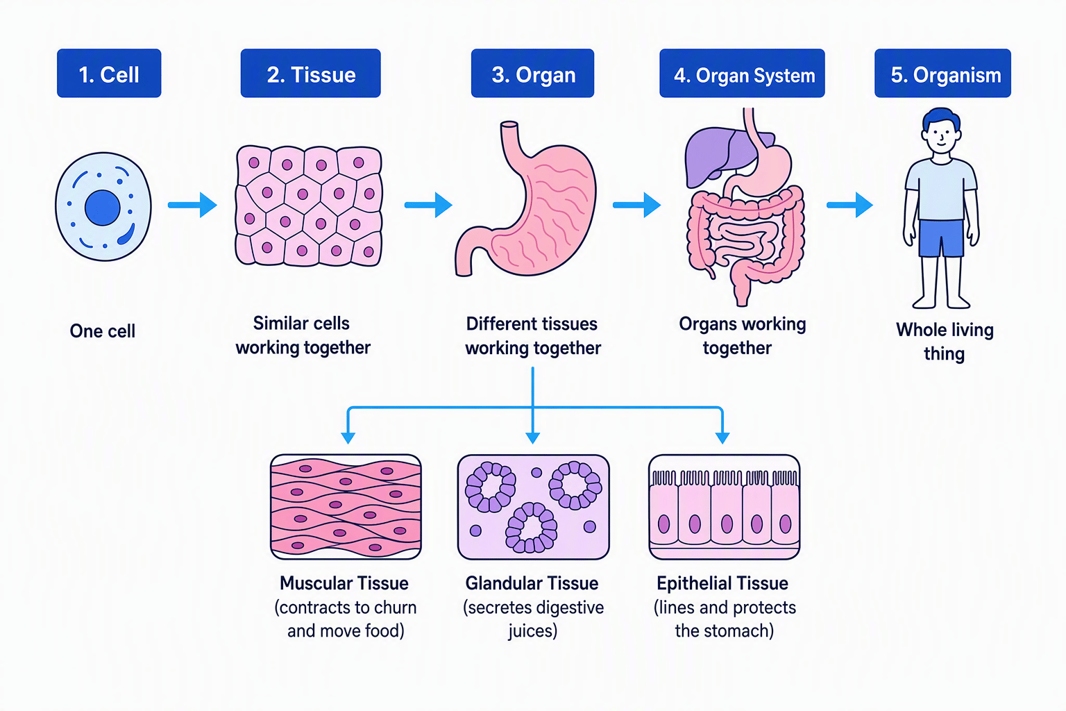 Flowchart showing cell, tissue, organ, organ system, and organism, with a stomach example
