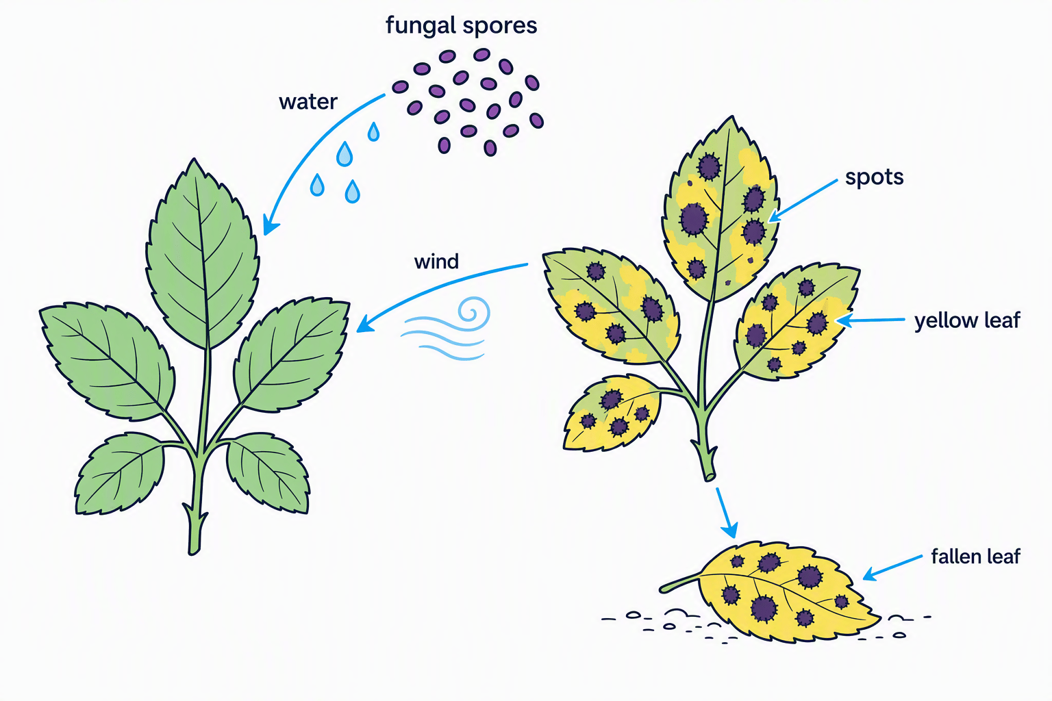 Rose black spot on a rose leaf, showing fungal spores spread by water and wind