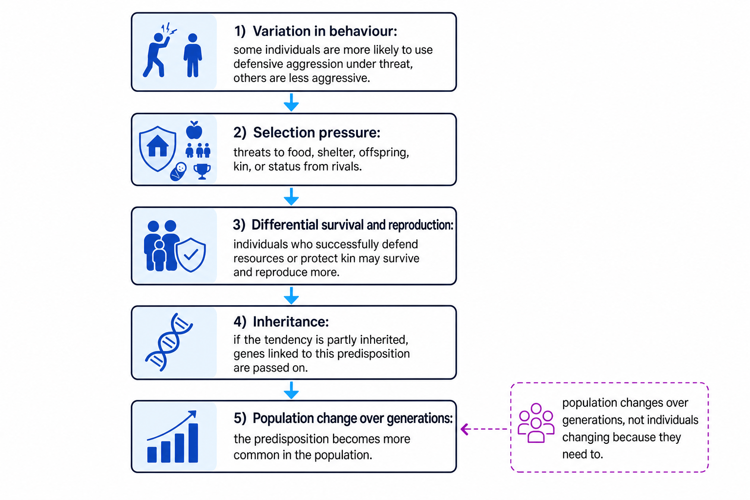 Flowchart showing variation in aggression, selection pressure, survival and reproduction, inheritance, and population change over generations