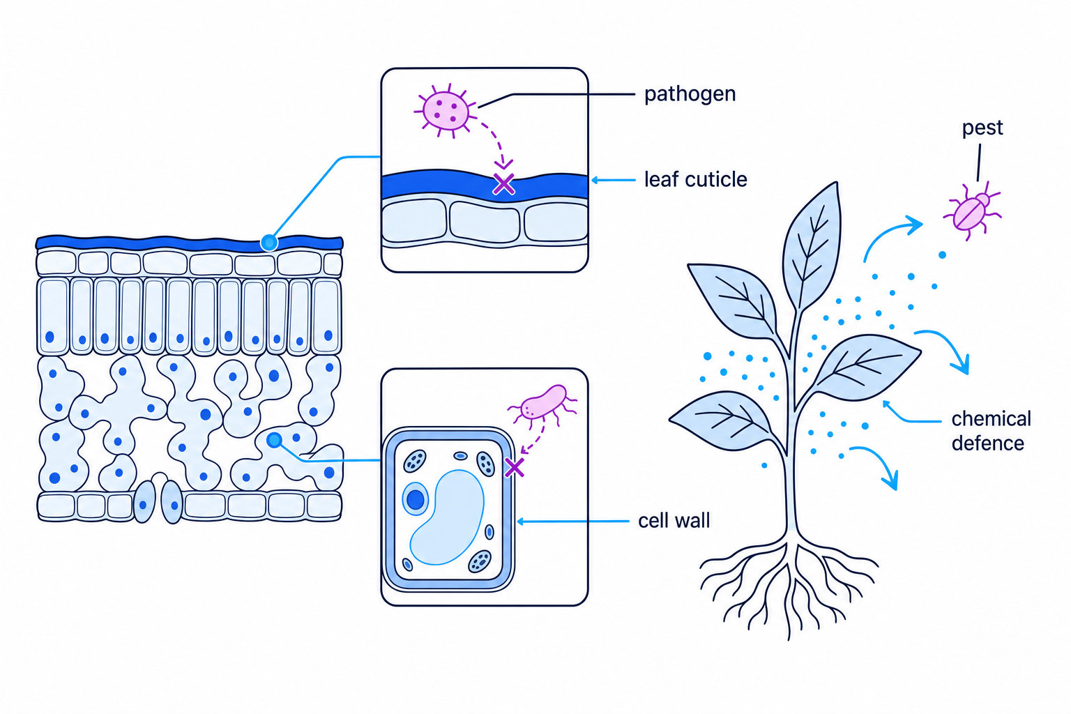 Labelled schematic of a waxy leaf cuticle, a cellulose cell wall, and plant chemical defences deterring pathogens and pests