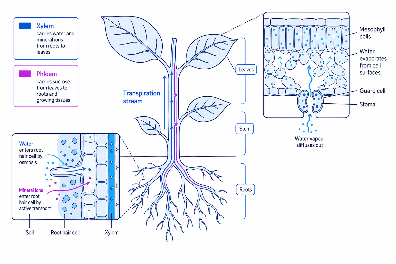 Overview of plant transport showing root hair cells, xylem, phloem, stomata and the transpiration stream