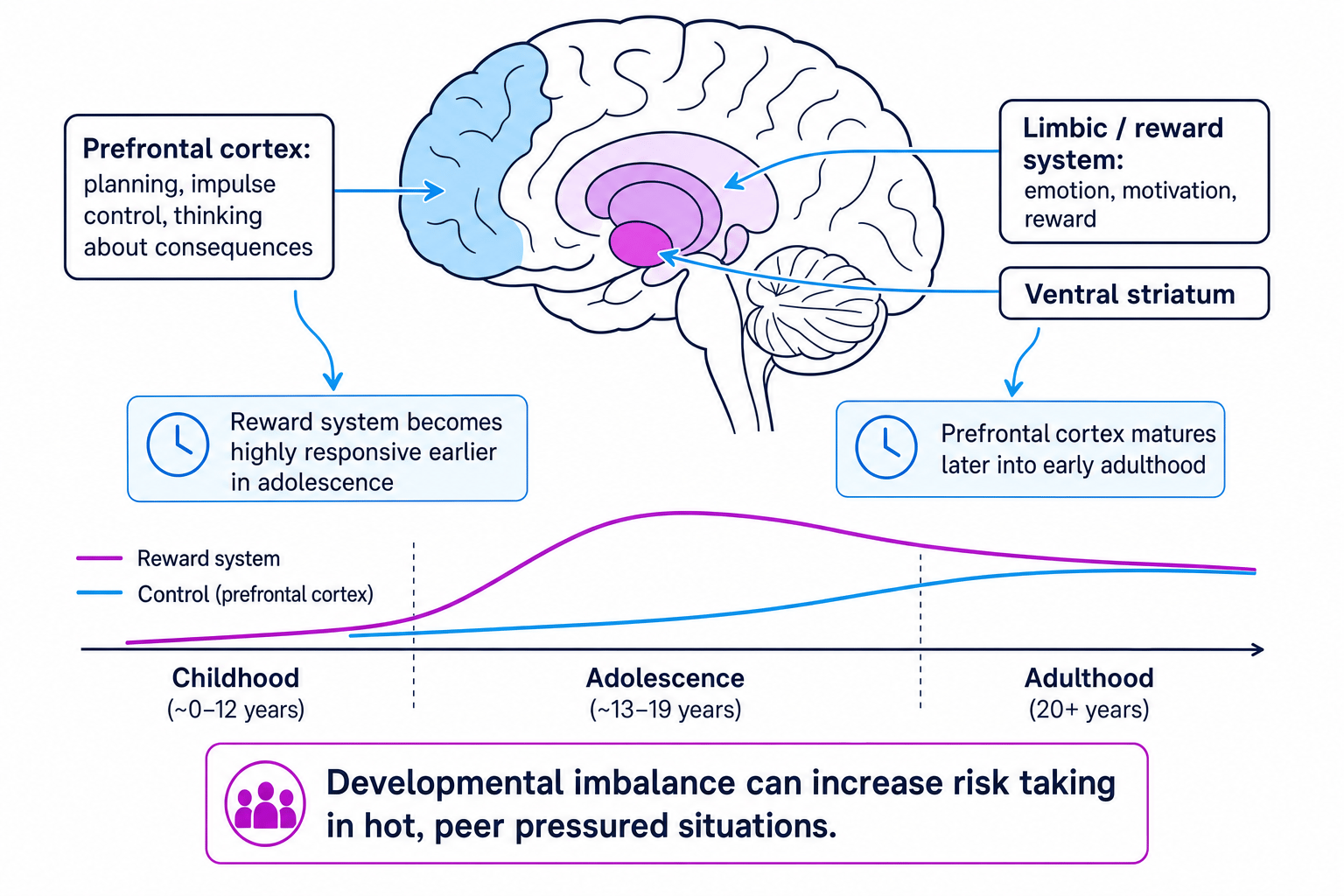 Side view of the adolescent brain showing the prefrontal cortex, limbic reward system, ventral striatum, and a timeline where reward sensitivity peaks before control fully matures.