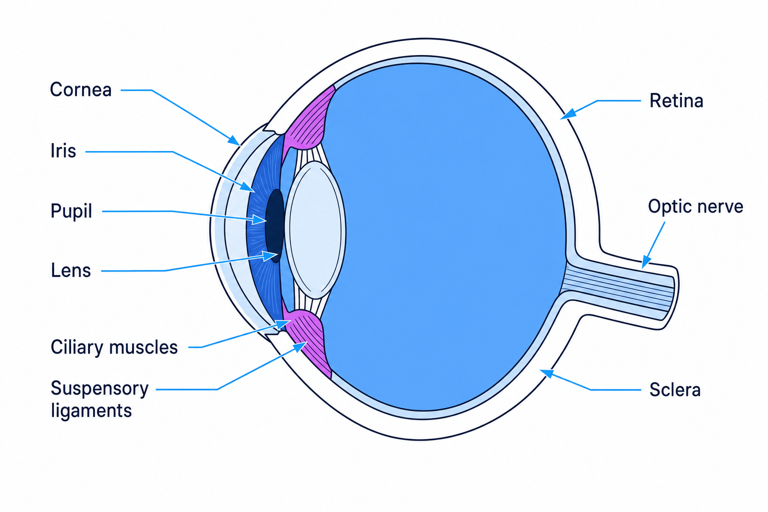 Anatomy of the human eye
