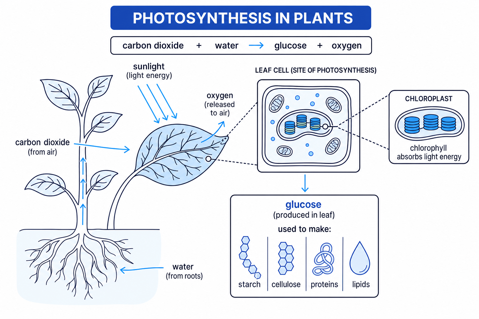 Plant and leaf cell diagram showing light, carbon dioxide and water entering, oxygen leaving, and chloroplasts with chlorophyll in the leaf