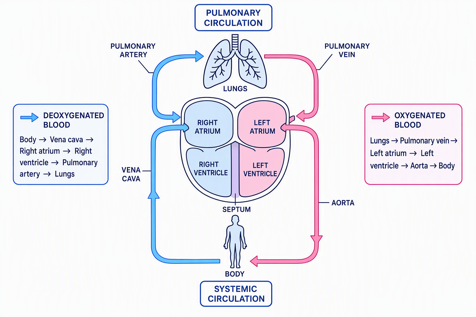 Labelled double circulatory system showing the heart, lungs, body, major vessels, and direction of blood flow