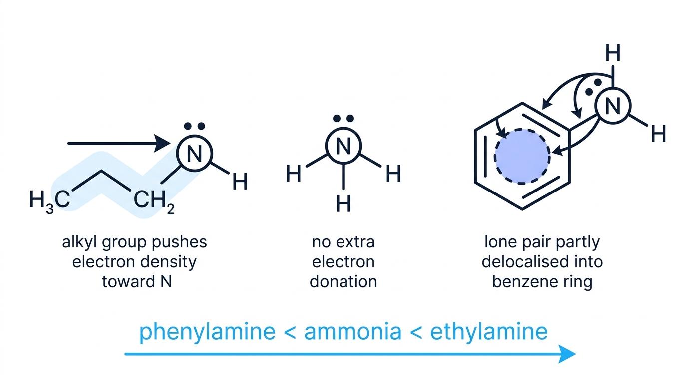 Comparison of ethylamine, ammonia, and phenylamine showing lone-pair availability and basicity order
