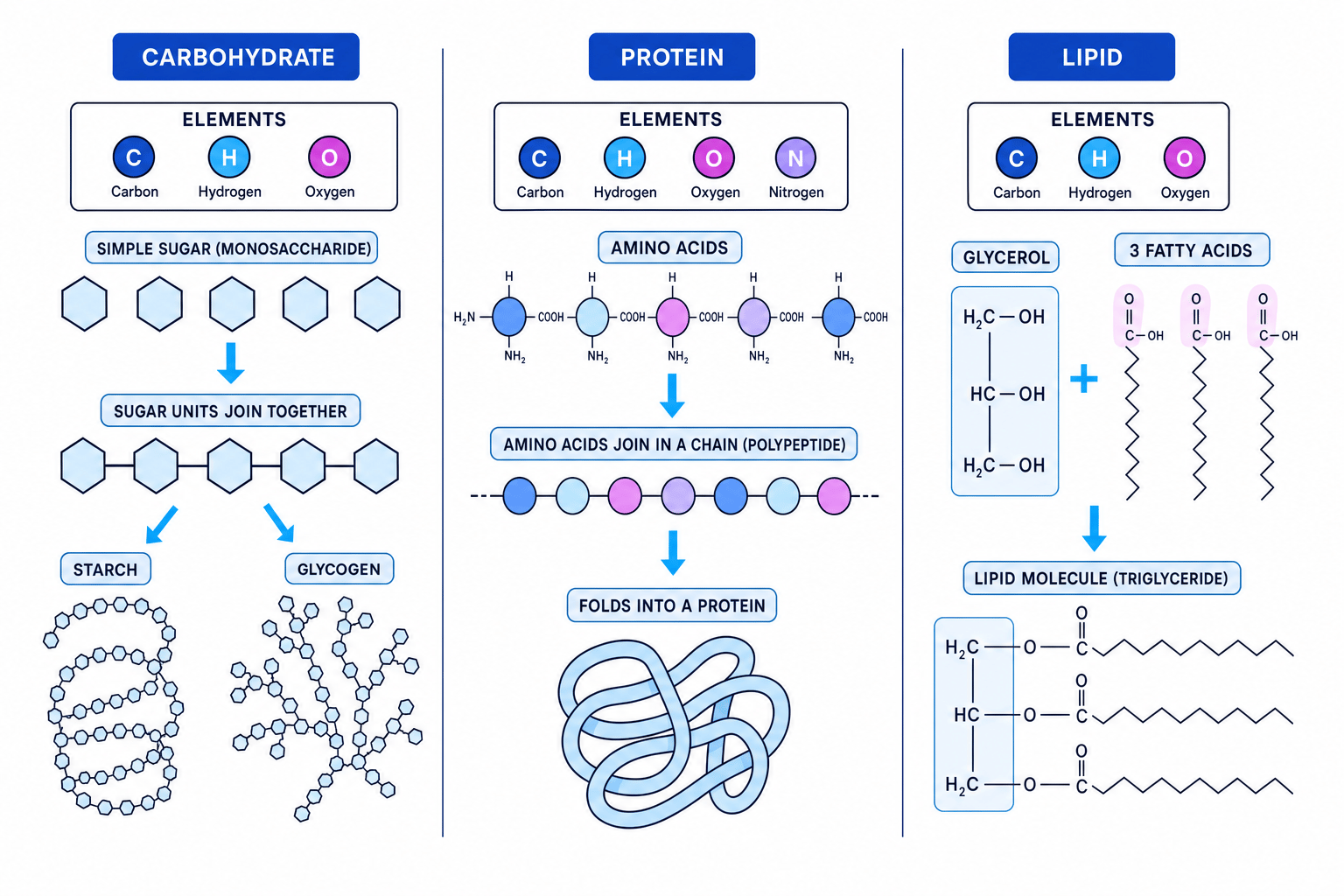 Comparison of carbohydrate, protein and lipid molecules showing their elements and the smaller units that build them
