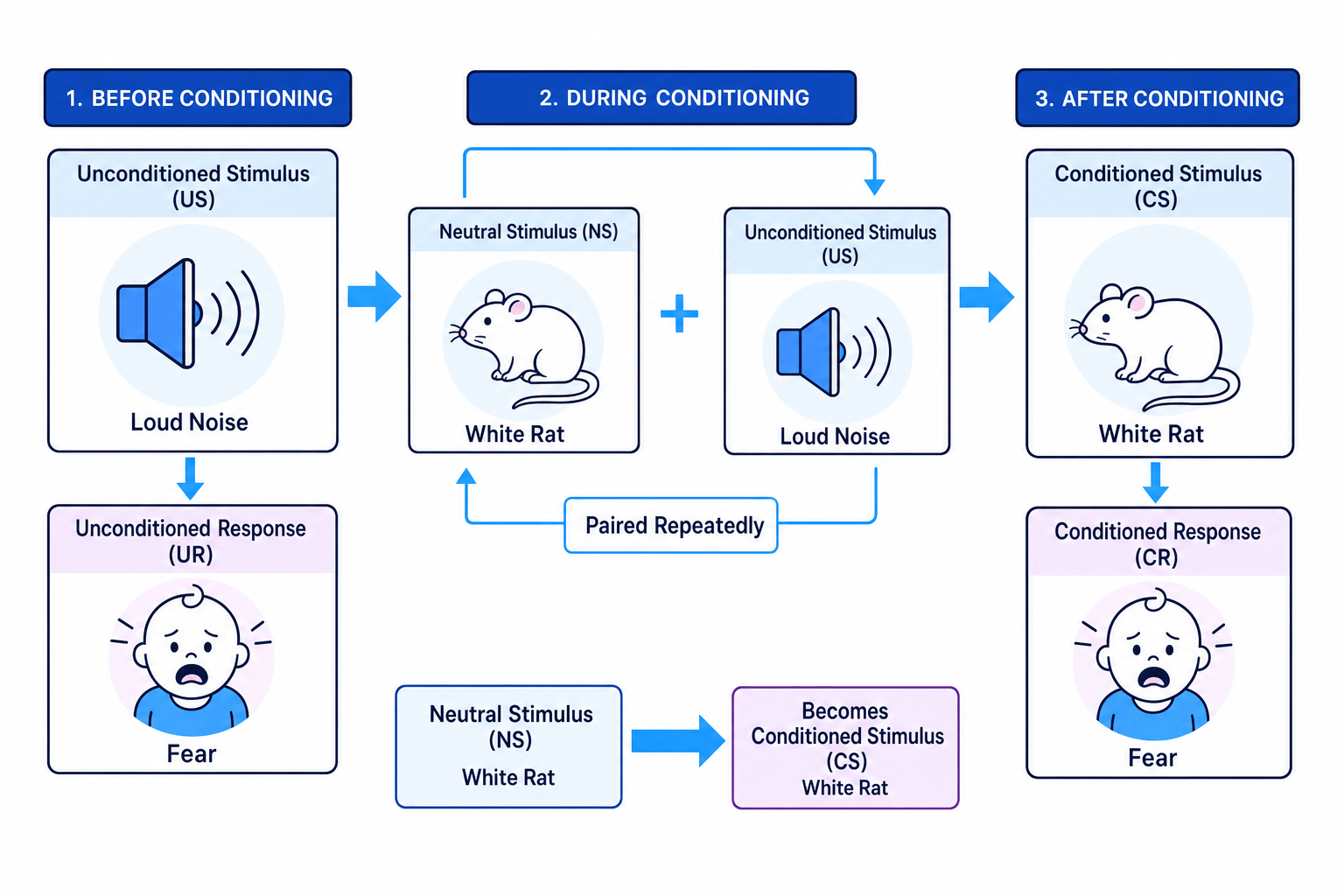 Flowchart of classical conditioning in learned fear showing loud noise as the unconditioned stimulus, the white rat changing from neutral stimulus to conditioned stimulus, and fear responses labelled