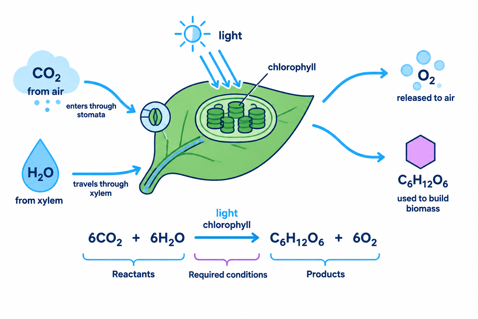 Photosynthesis in a leaf showing carbon dioxide and water entering, light absorbed by chlorophyll, and glucose and oxygen produced