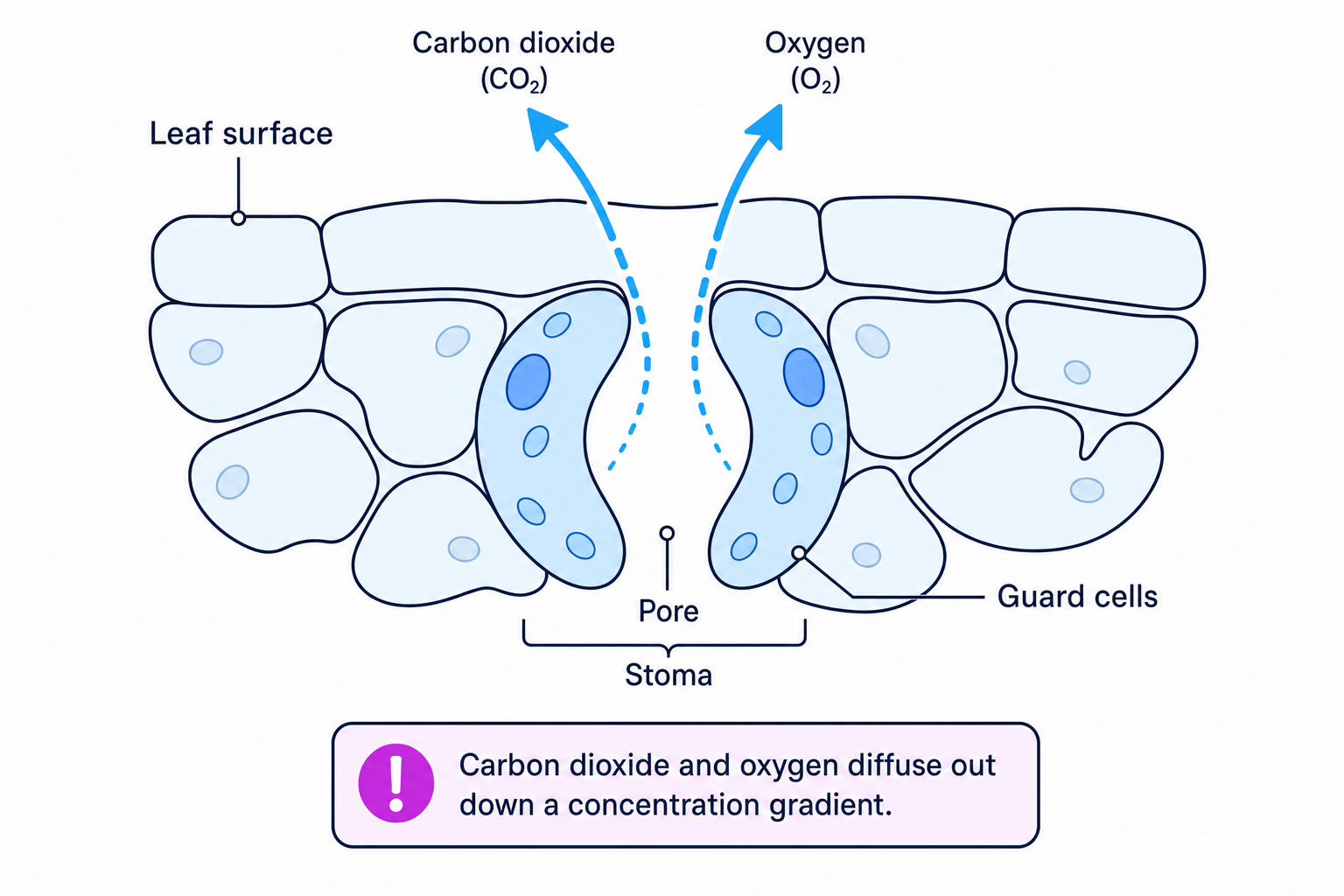 Cross-section of a leaf surface showing an open stoma with guard cells labelled and arrows for carbon dioxide and oxygen diffusing out