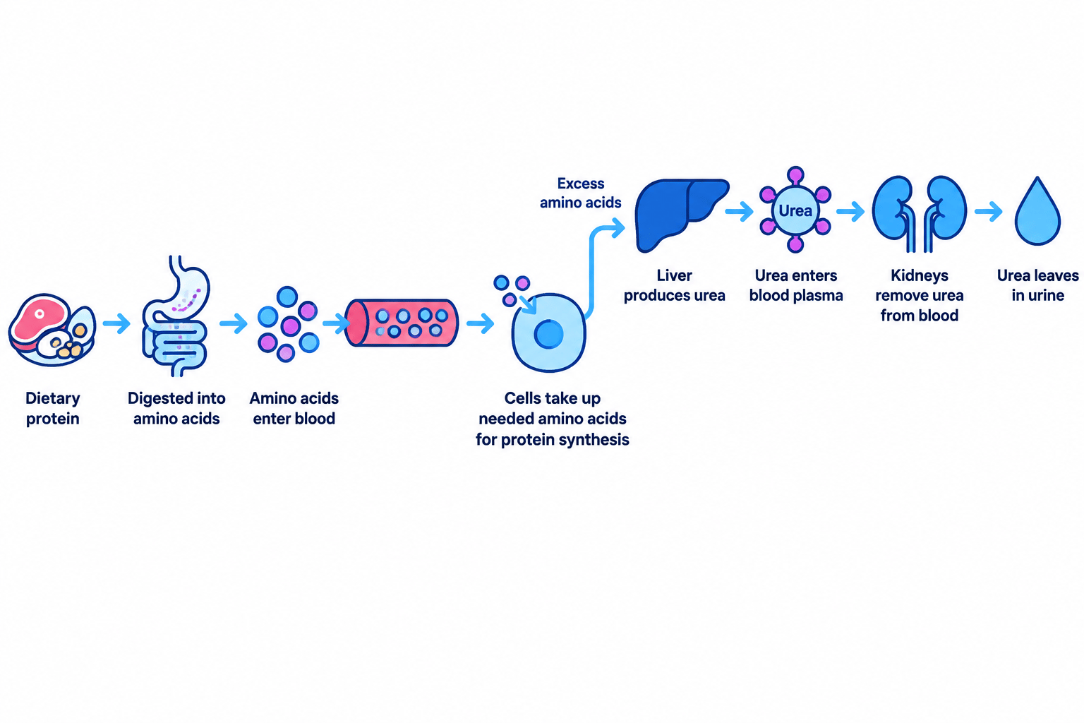 Flowchart showing dietary protein digested into amino acids, needed amino acids used by cells, excess amino acids sent to the liver, urea carried in plasma, and urea removed by the kidneys