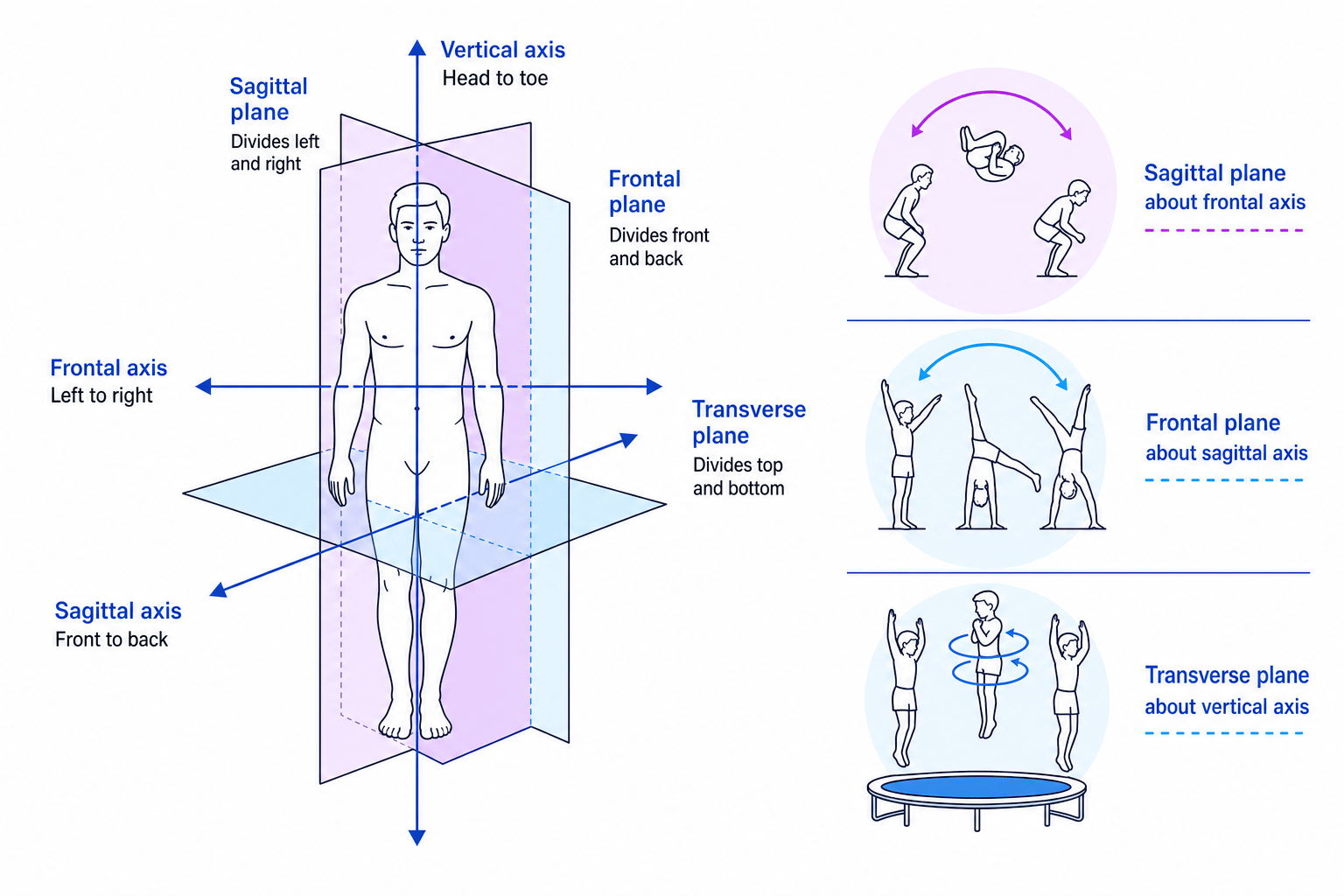 Body diagram showing sagittal, frontal and transverse planes with frontal, sagittal and vertical axes, plus sketches of a somersault, cartwheel and full twist jump with their plane-axis pairings
