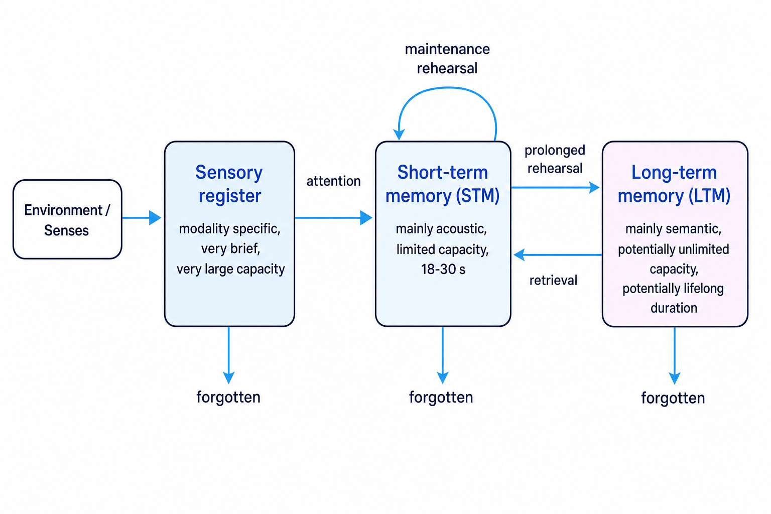 Flow diagram of the multi-store model showing sensory register, attention to short-term memory, rehearsal, long-term memory, retrieval and forgetting
