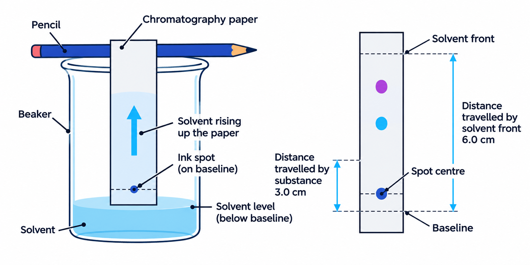 Paper chromatography setup showing solvent below the pencil baseline, rising solvent, separated spots, spot centre at 3.0 cm, and solvent front at 6.0 cm