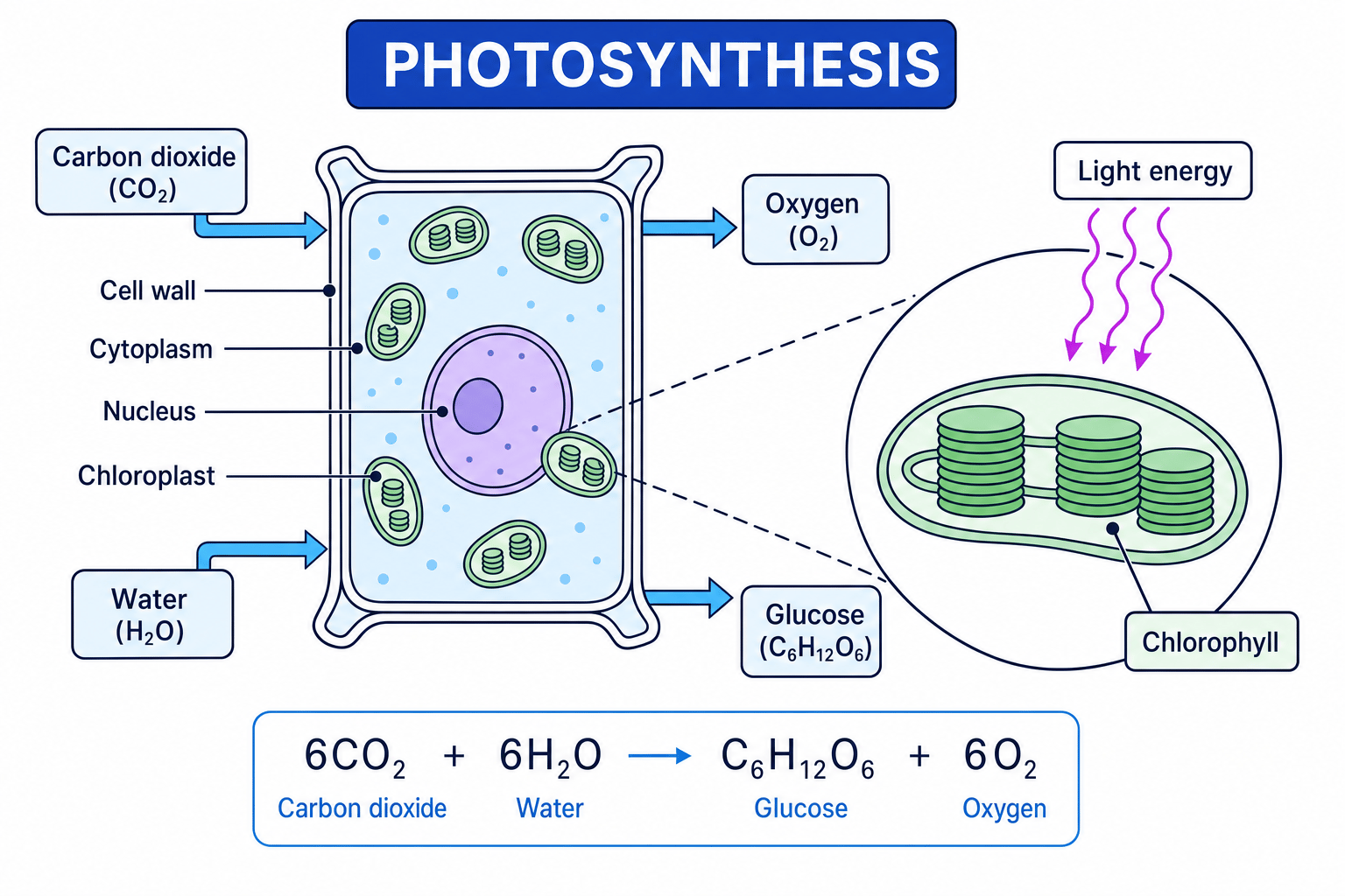 Plant cell and chloroplast labelled with carbon dioxide and water entering, light absorbed by chlorophyll, and glucose and oxygen leaving