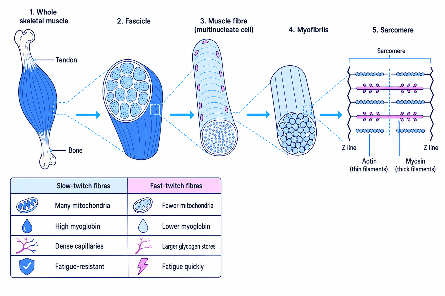 Skeletal muscle organisation from whole muscle to sarcomere with labelled tendon, fascicle, muscle fibre, myofibrils, actin and myosin, plus slow-twitch and fast-twitch comparison