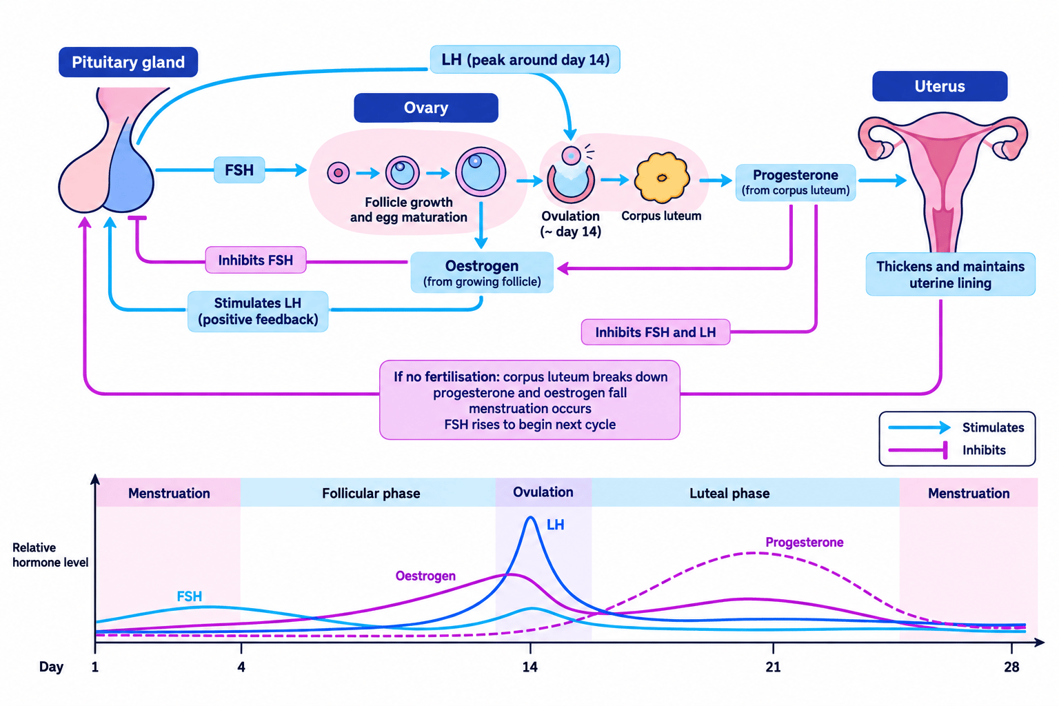 Flowchart showing FSH, oestrogen, LH and progesterone interactions across a 28-day menstrual cycle