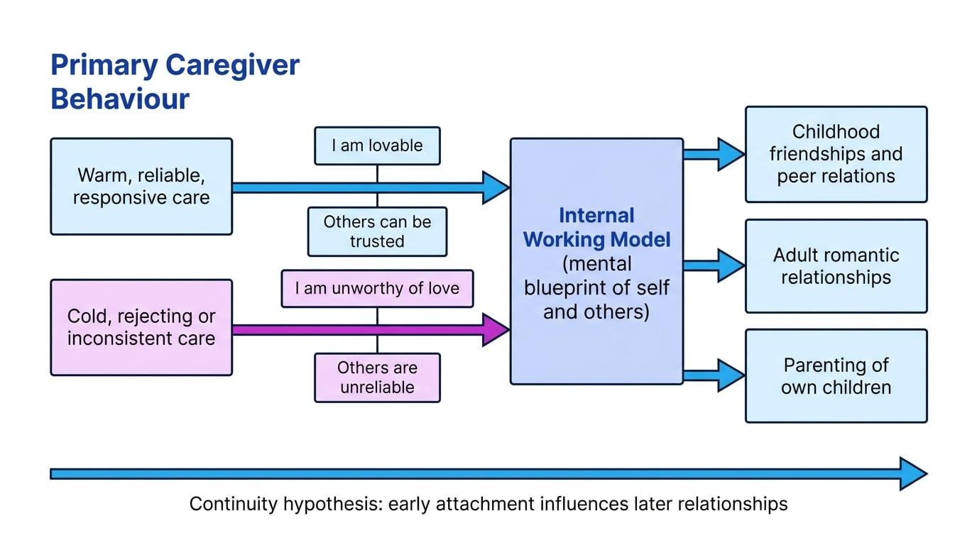 Flowchart showing warm versus rejecting caregiving leading to different Internal Working Models and later friendship, romantic and parenting outcomes