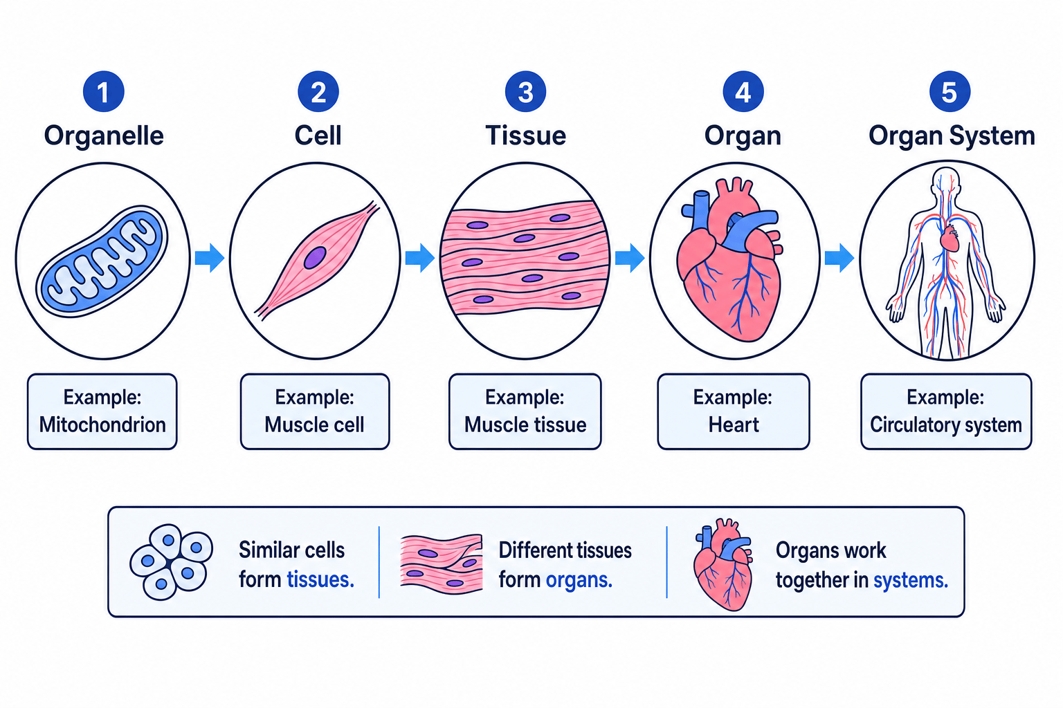 Hierarchy from organelle to cell to tissue to organ to organ system with examples mitochondrion, muscle cell, muscle tissue, heart and circulatory system